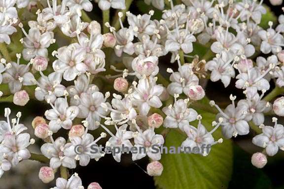 viburnum huphense ssp huphense 3 graphic